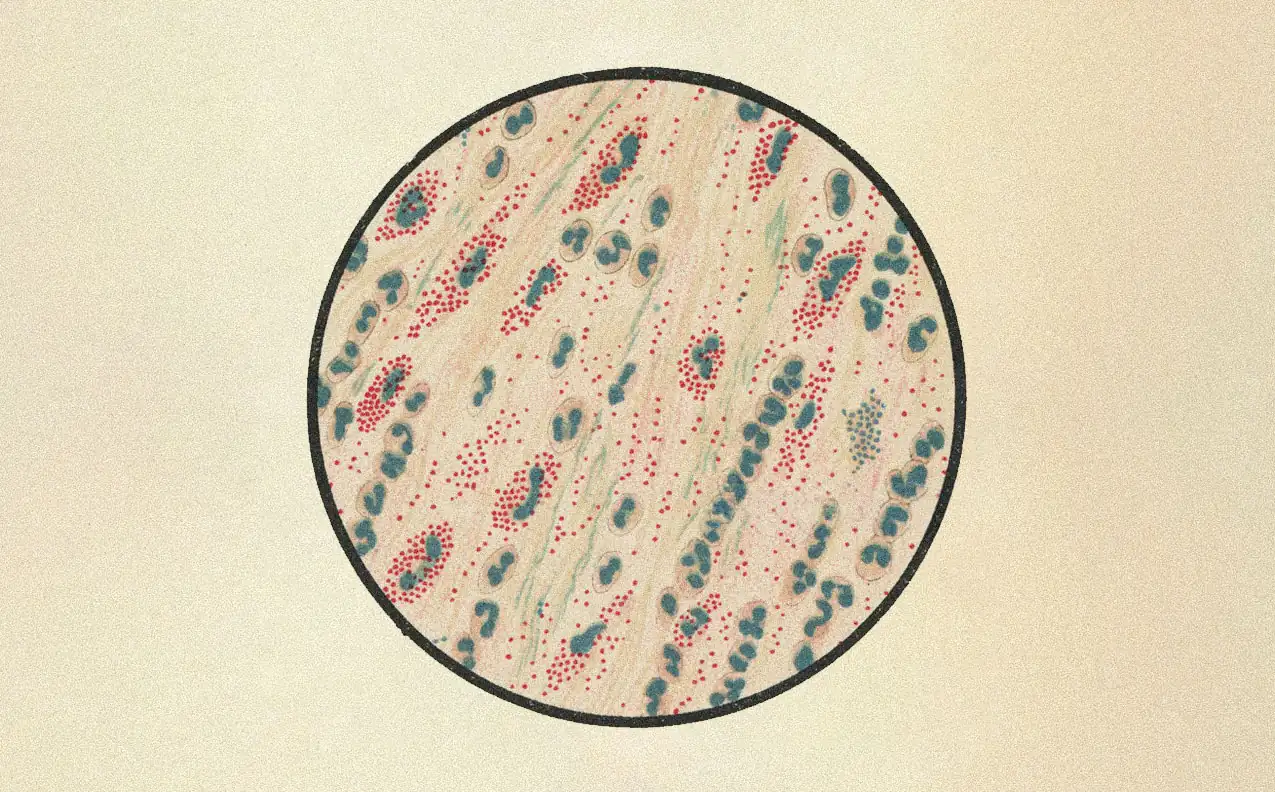 Microscope view of blood vessel formation