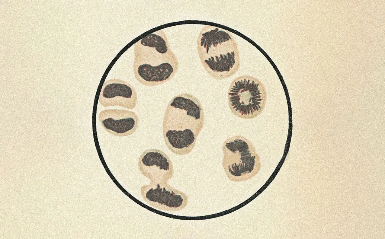 Microscope view of dividing cells
