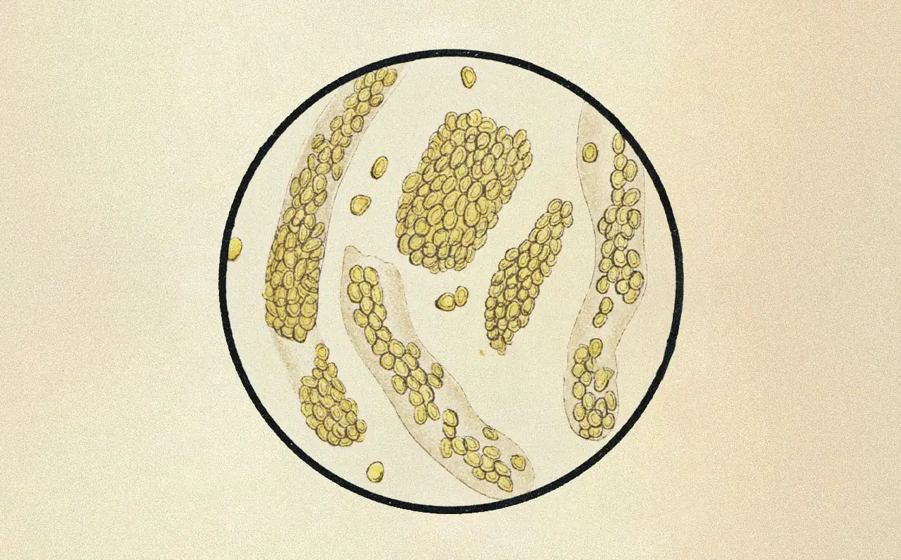 Microscope illustration of immune cells