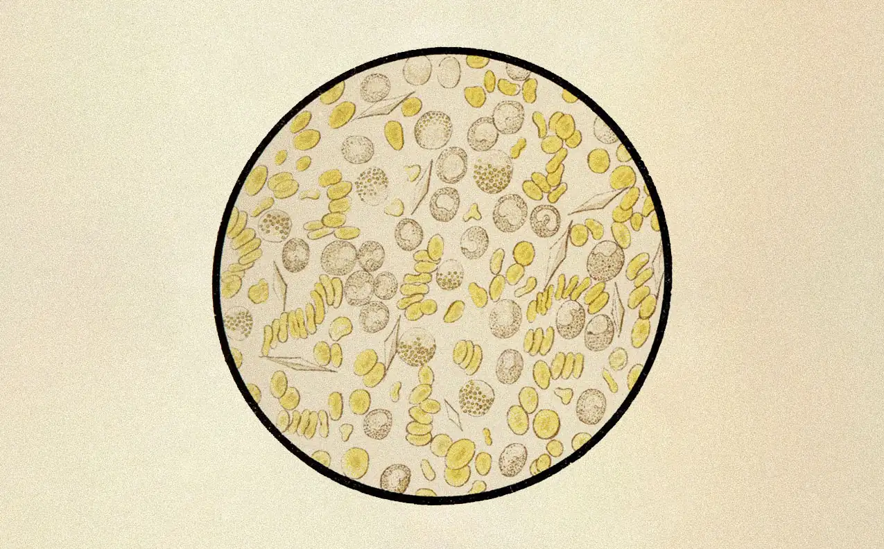 Microscope illustration of differentiating cells