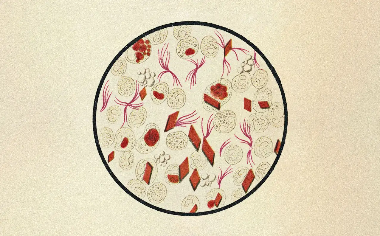 Microscope illustration of regenerating tissue