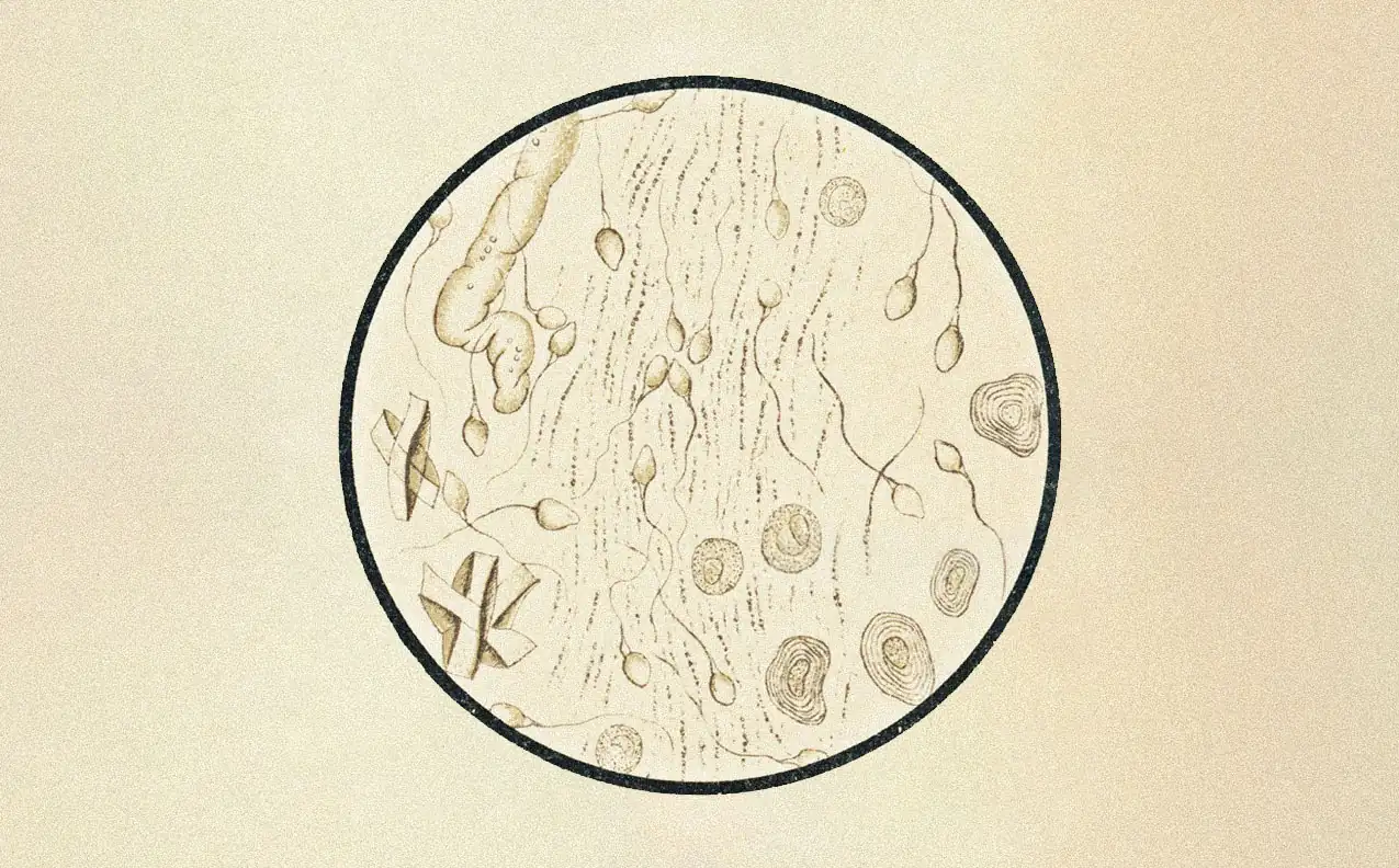 Microscope illustration of mitochondria