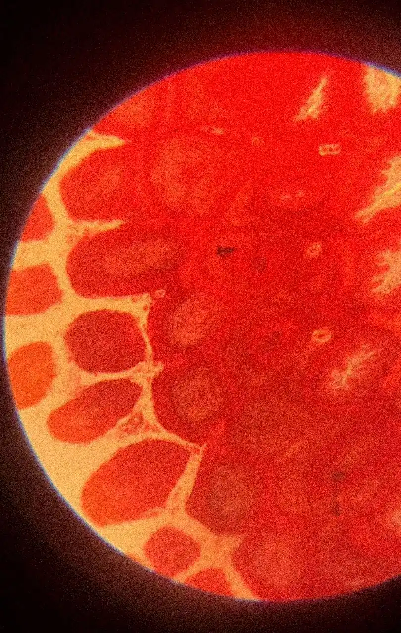 Magnified stem cells under a microscope